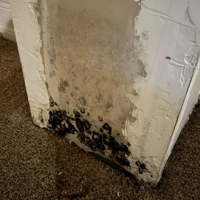 Professional Mold Removal in Hartselle, AL